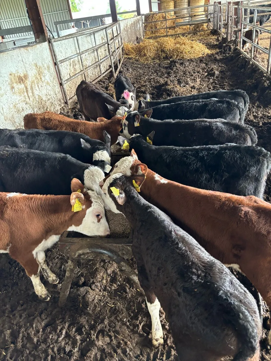 12 REARED HEREFORD HEIFERS - Image 1