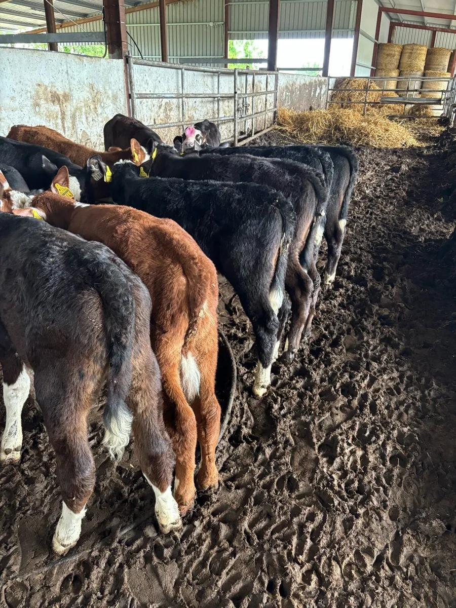 12 REARED HEREFORD HEIFERS - Image 3