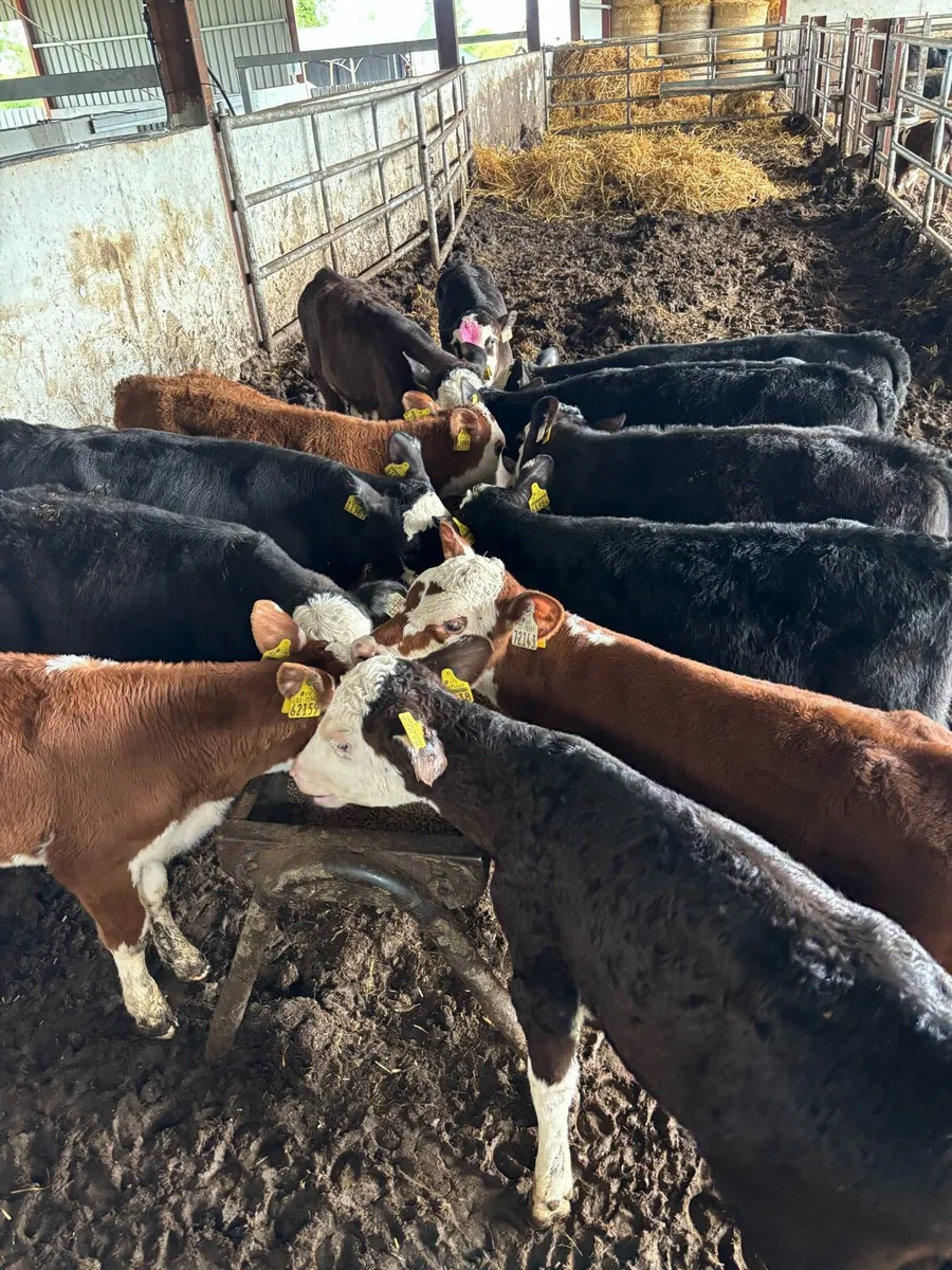 12 REARED HEREFORD HEIFERS - Image 2