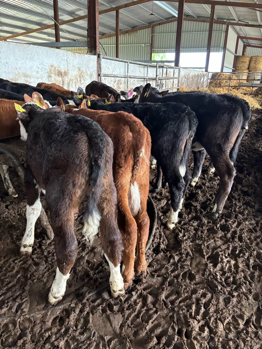 12 REARED HEREFORD HEIFERS - Image 4