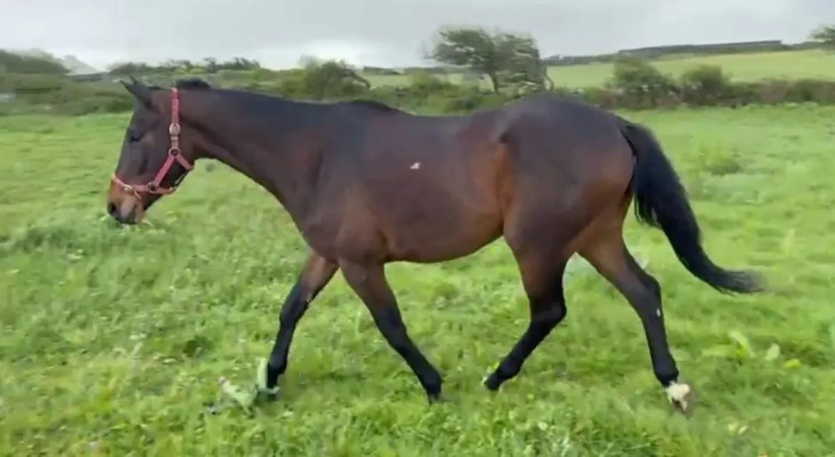3yo  GELDING - Image 1