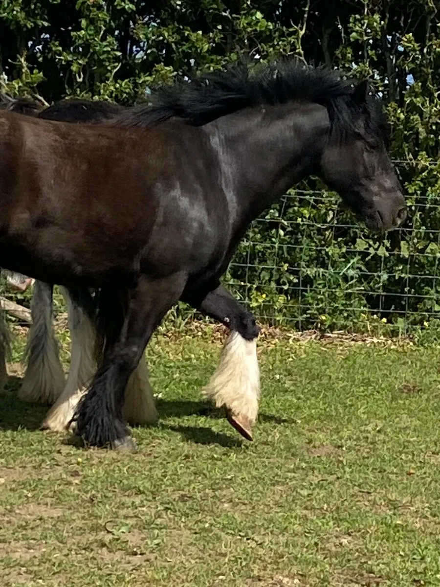 3 year old gelding untouched - Image 3
