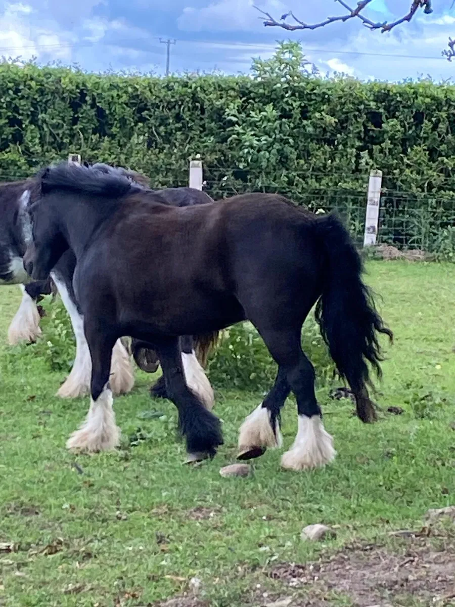 3 year old gelding untouched - Image 2