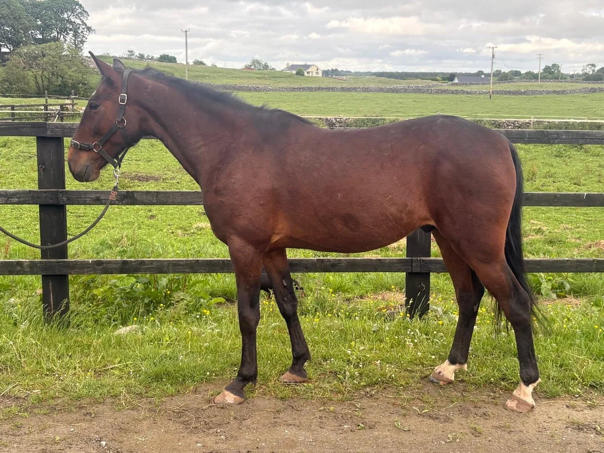 14 hh  bay gelding - Image 2