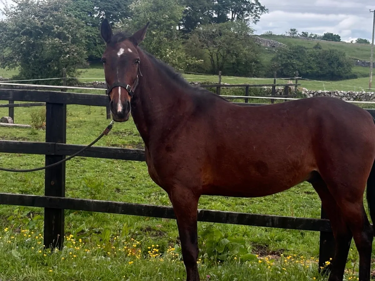 14 hh  bay gelding - Image 3