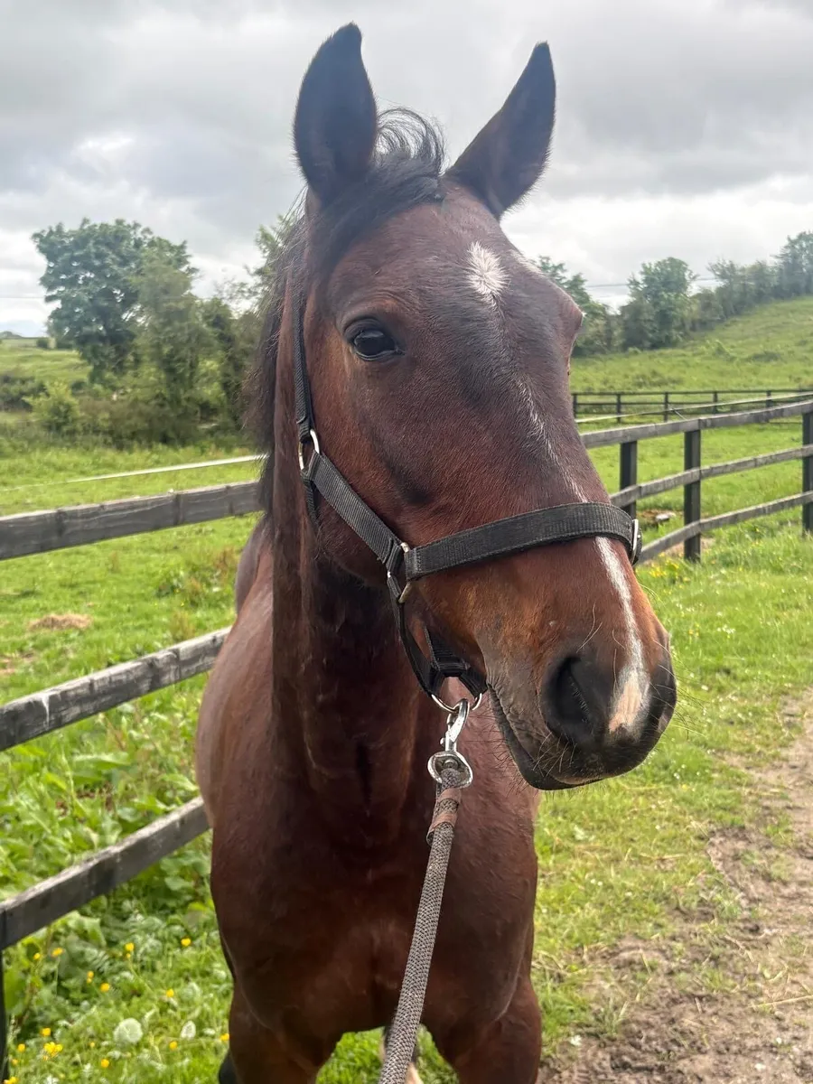 14 hh  bay gelding - Image 4