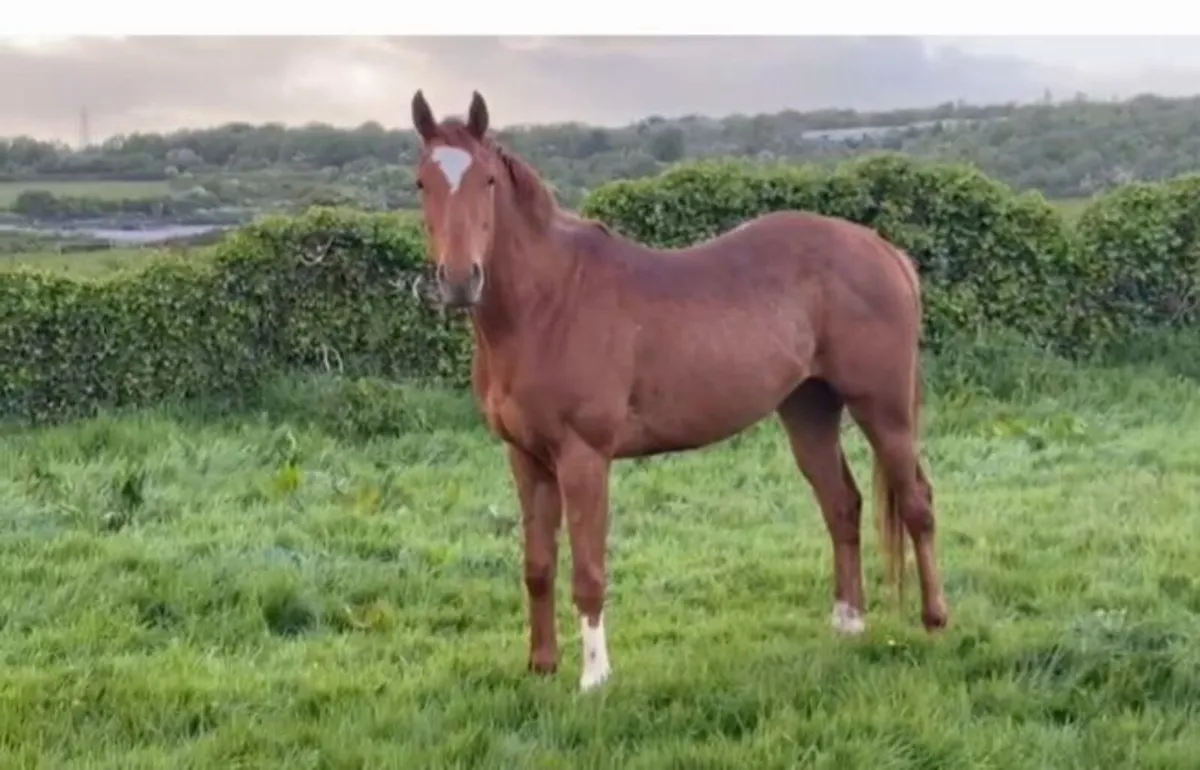 Lovely 3yo Gelding - Image 1
