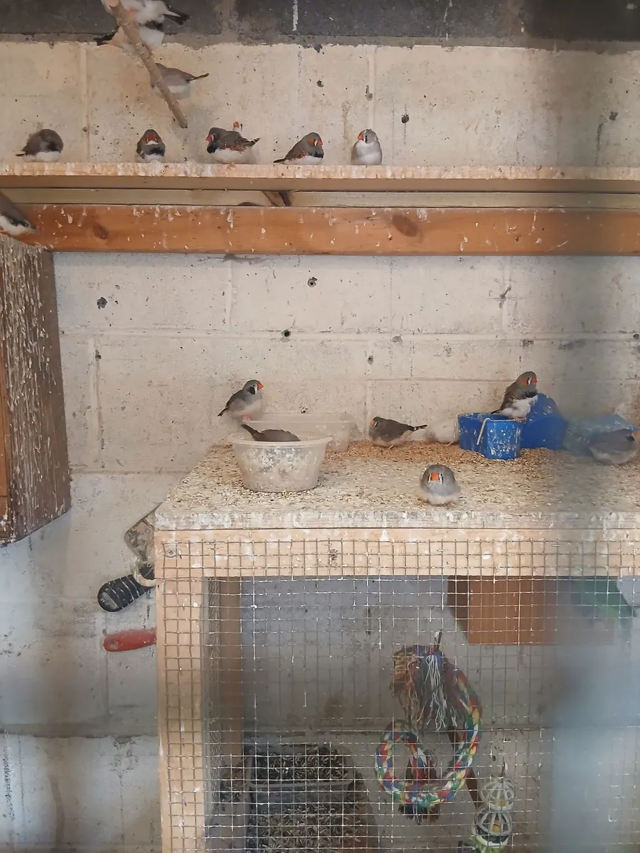 Birds - Image 1
