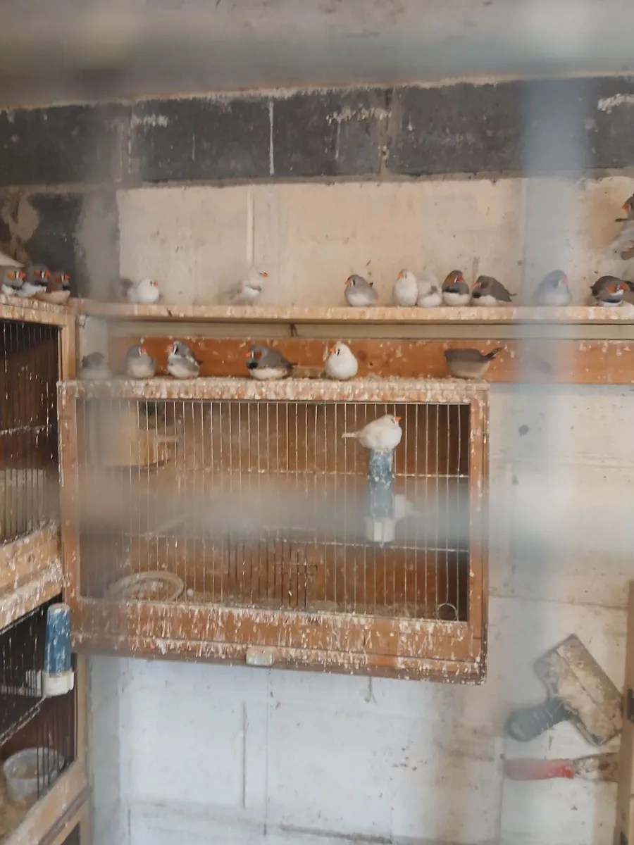 Birds - Image 2