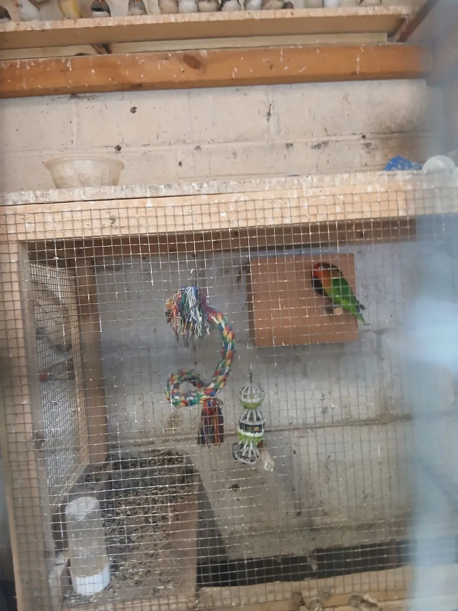 Birds - Image 3