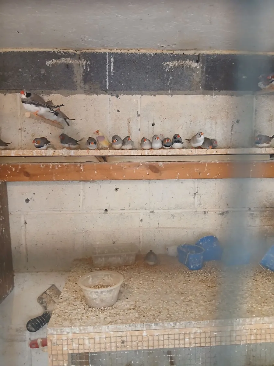 Birds - Image 4