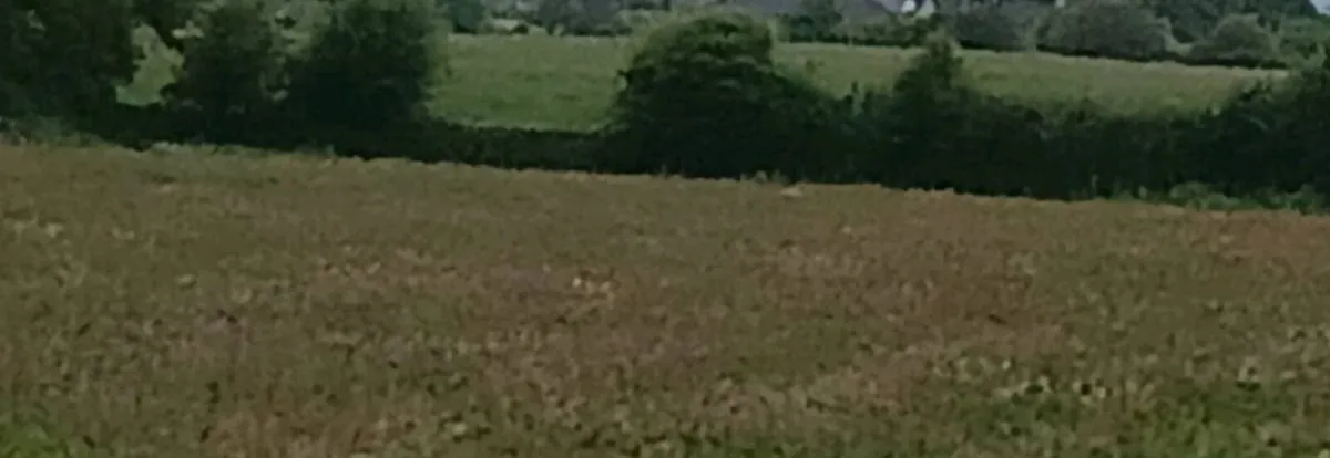 Meadow 10 acres