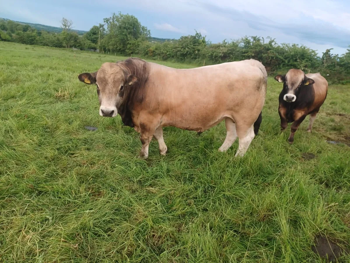 Aubrac Bulls - Image 1