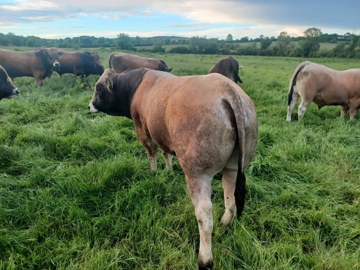 Aubrac Bulls - Image 3