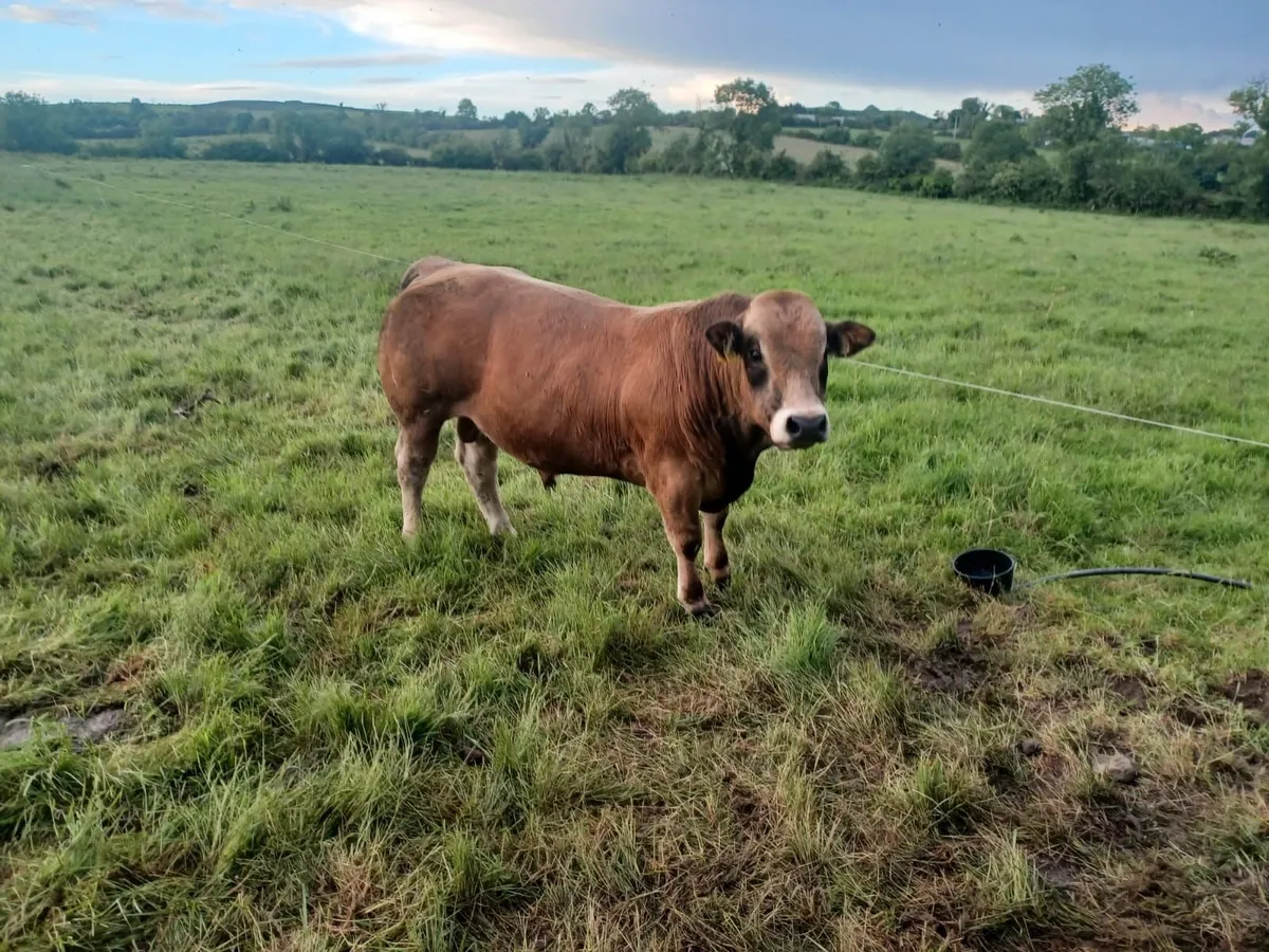 Aubrac Bulls - Image 2