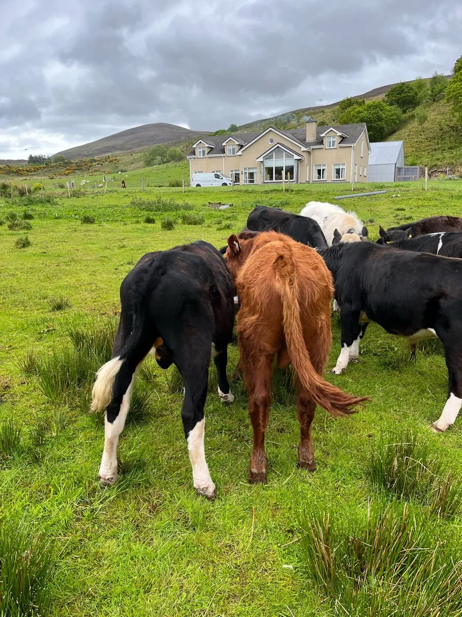Weanling bullock - Image 1