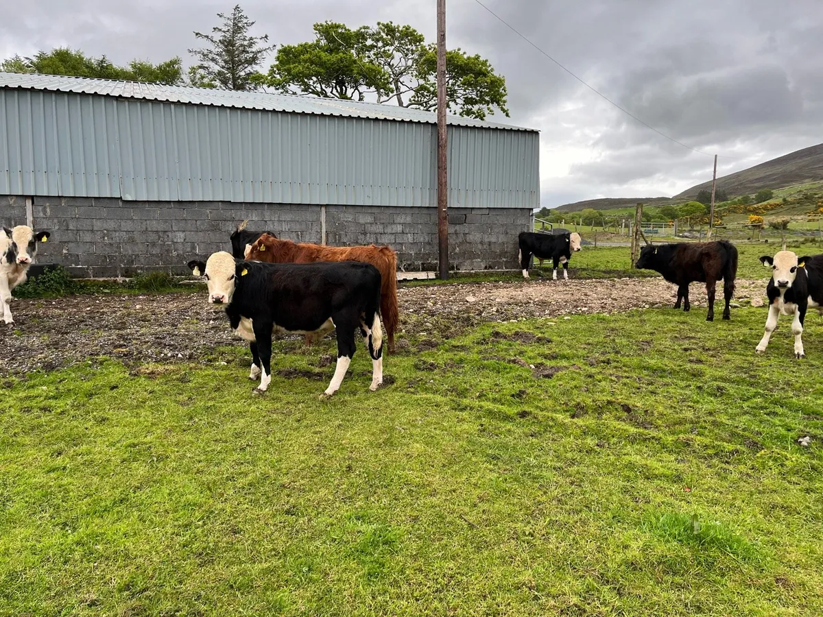 Weanling bullock - Image 3