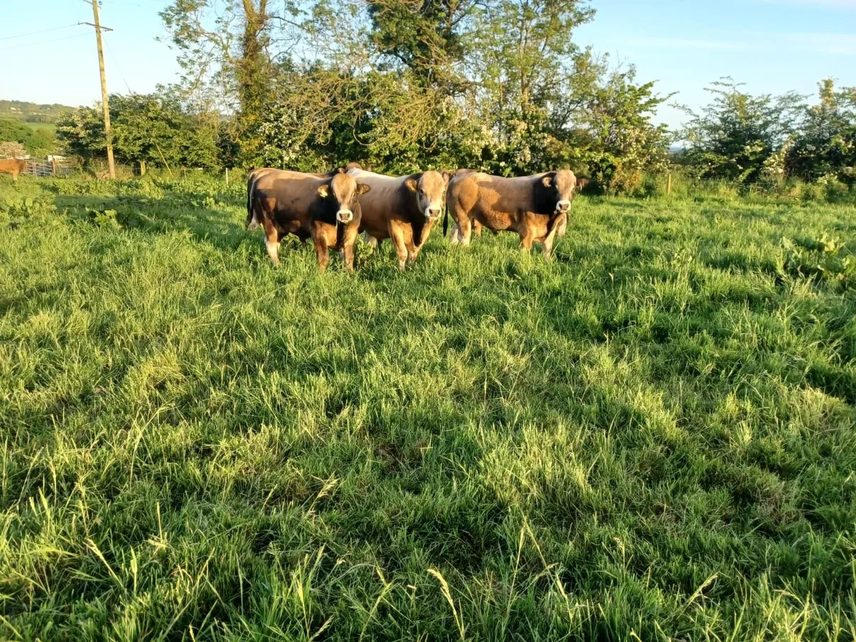 Aubrac Bulls - Image 4