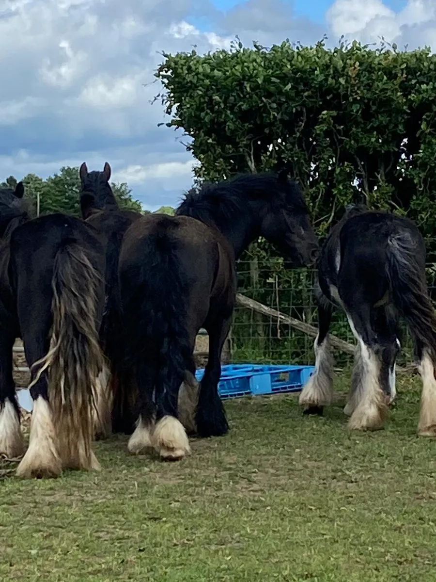 Good selection of filly’s call for info - Image 2