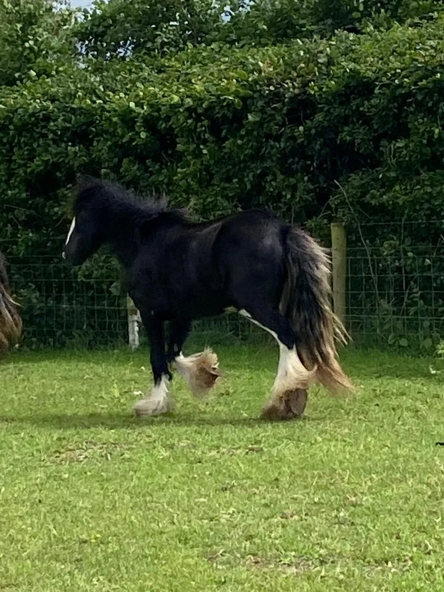 Good selection of filly’s call for info - Image 3