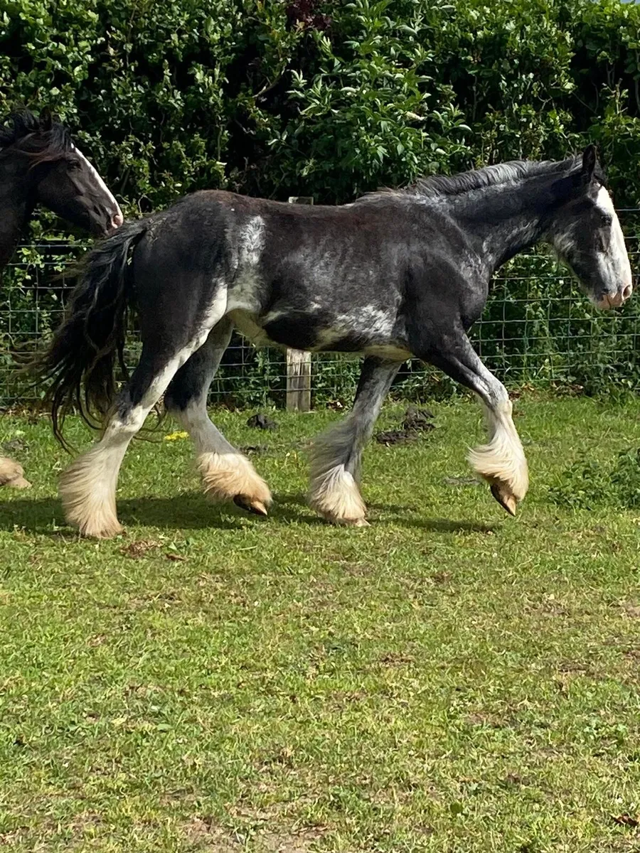 Good selection of filly’s call for info - Image 4