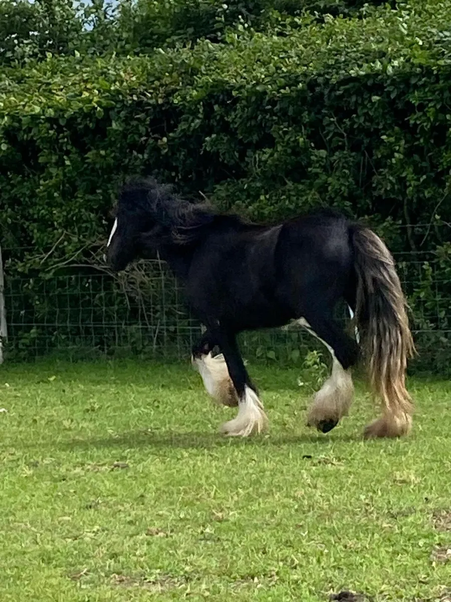 Good selection of filly’s call for info - Image 1