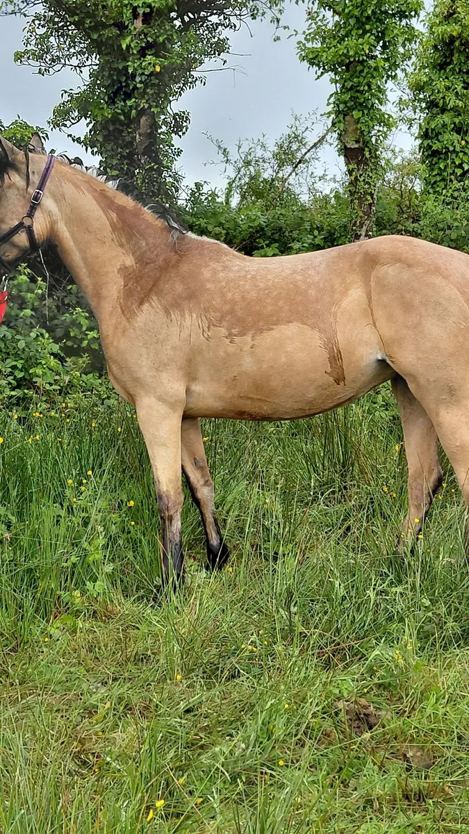 Connemara Pony - Image 2
