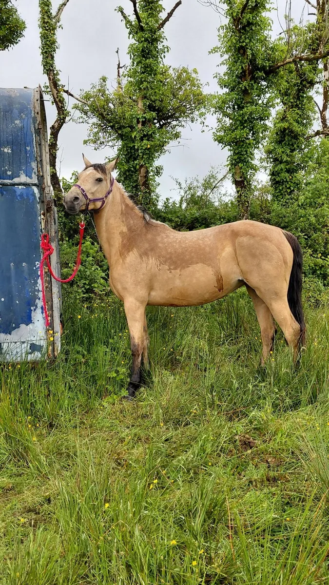 Connemara Pony - Image 3