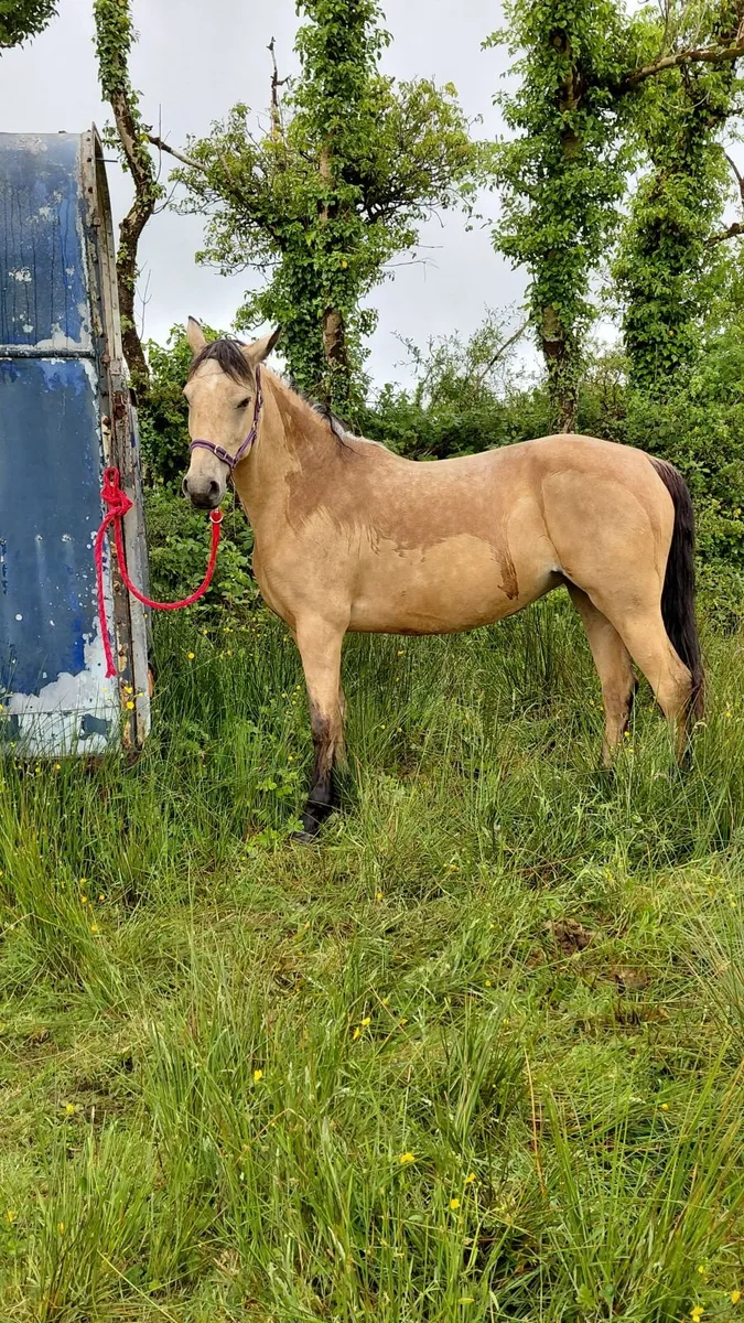Connemara Pony - Image 4