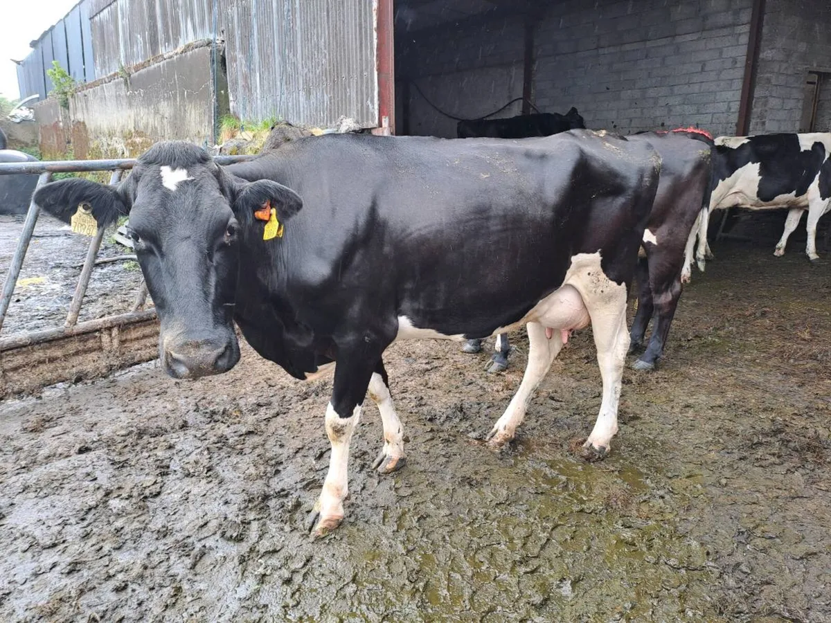 Dairy cow - Image 1