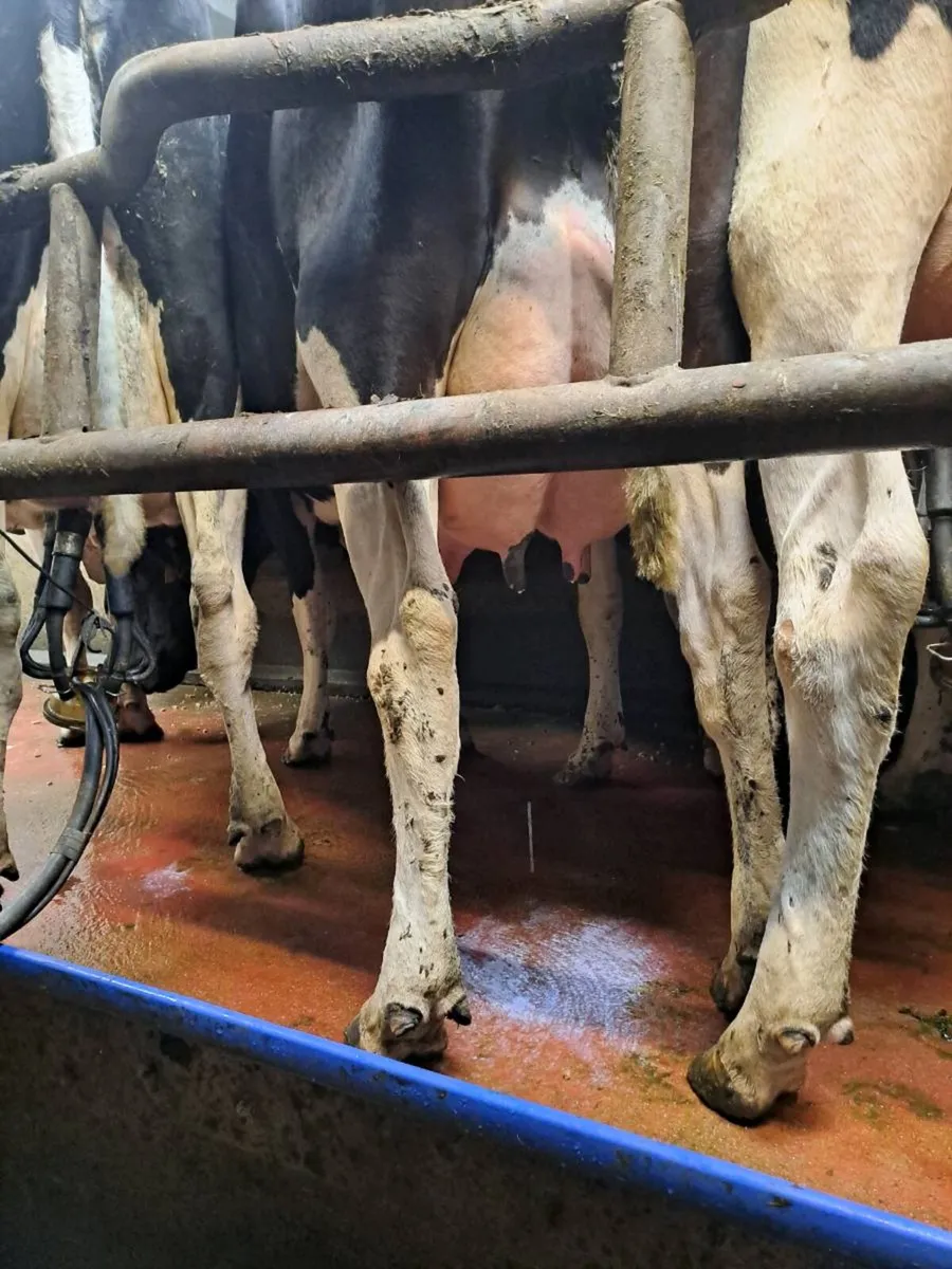 Dairy cow - Image 2