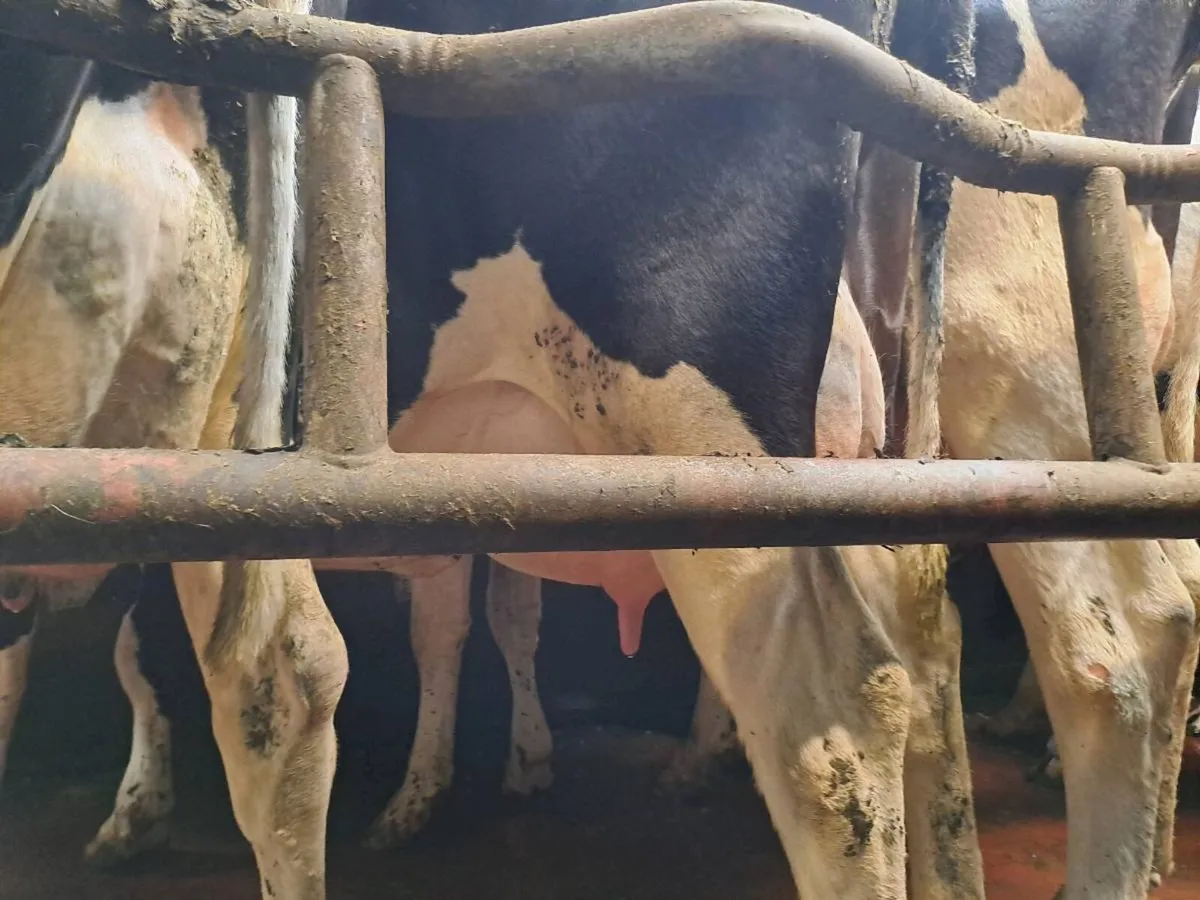 Dairy cow - Image 4