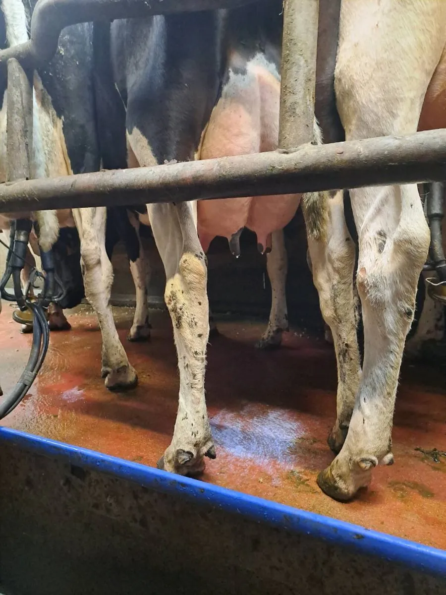 Dairy cow - Image 3