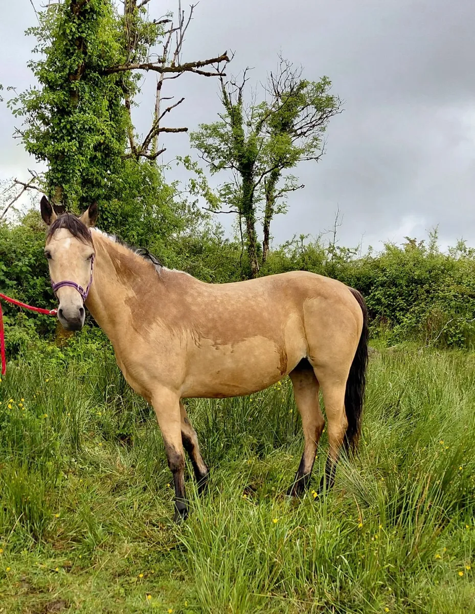 Connemara Pony - Image 1