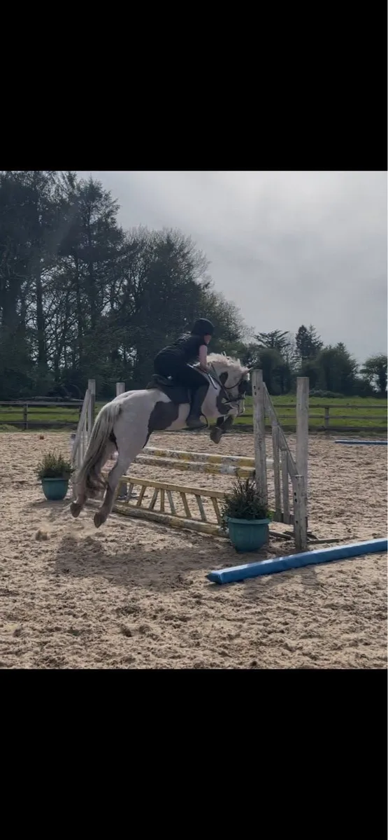 Fantastic all rounder pony for sale - Image 2