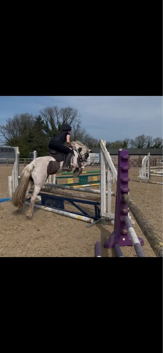 Fantastic all rounder pony for sale - Image 3