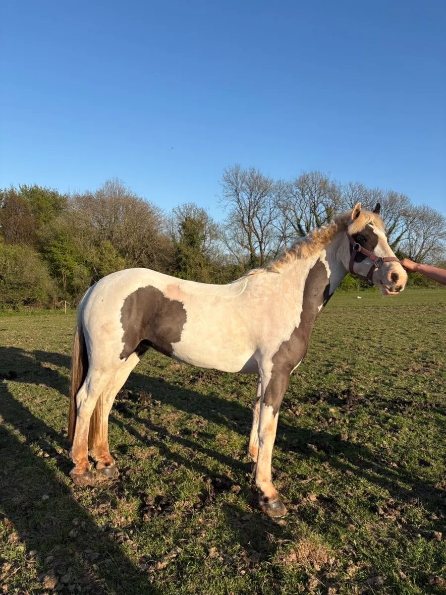 Fantastic all rounder pony for sale - Image 4