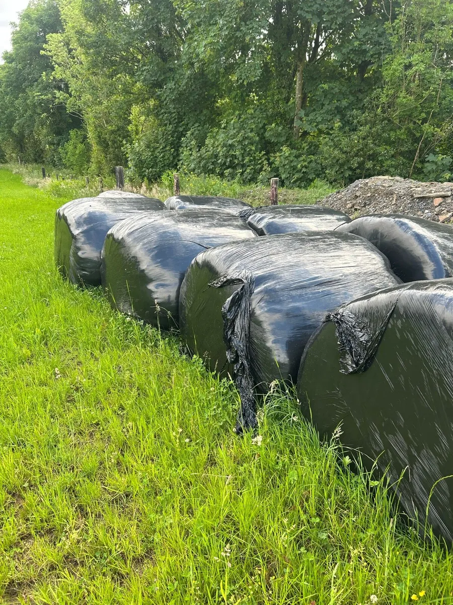 Silage bales - Image 1