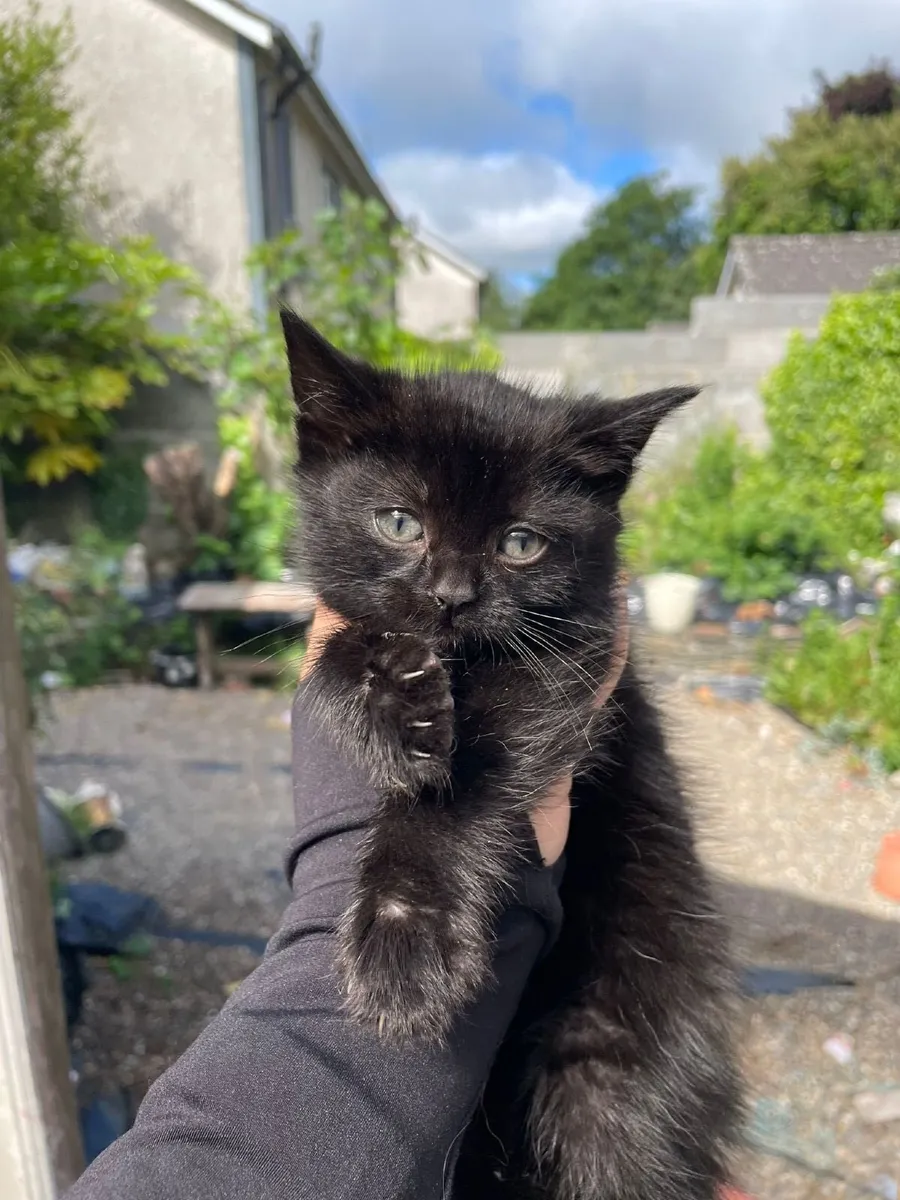 Kittens - Image 2