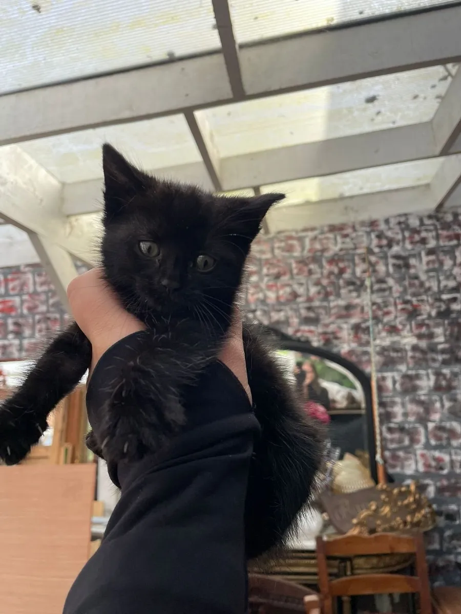 Kittens - Image 4