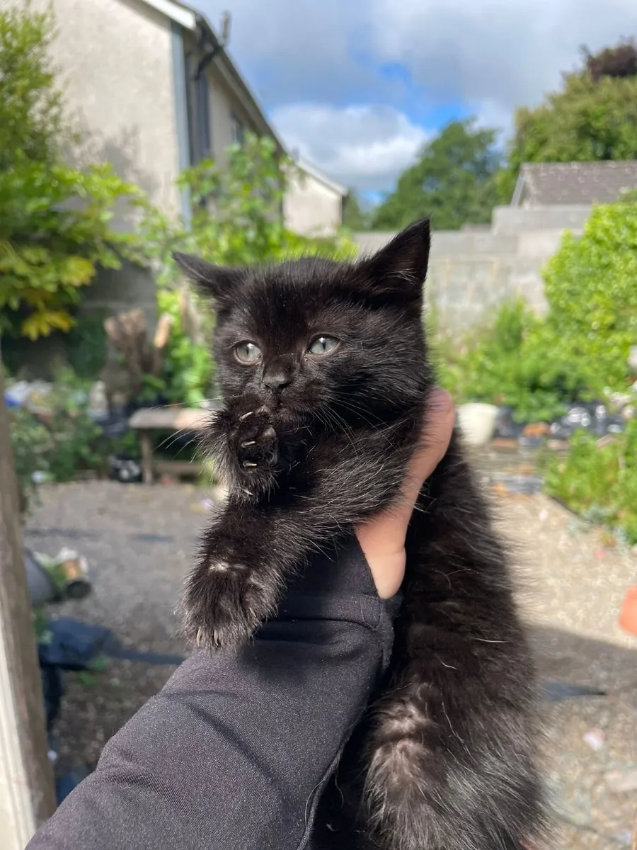 Kittens - Image 3