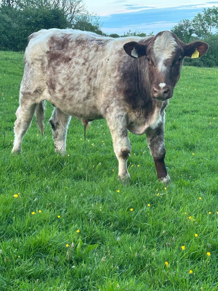 Pb shorthorn bull - Image 1