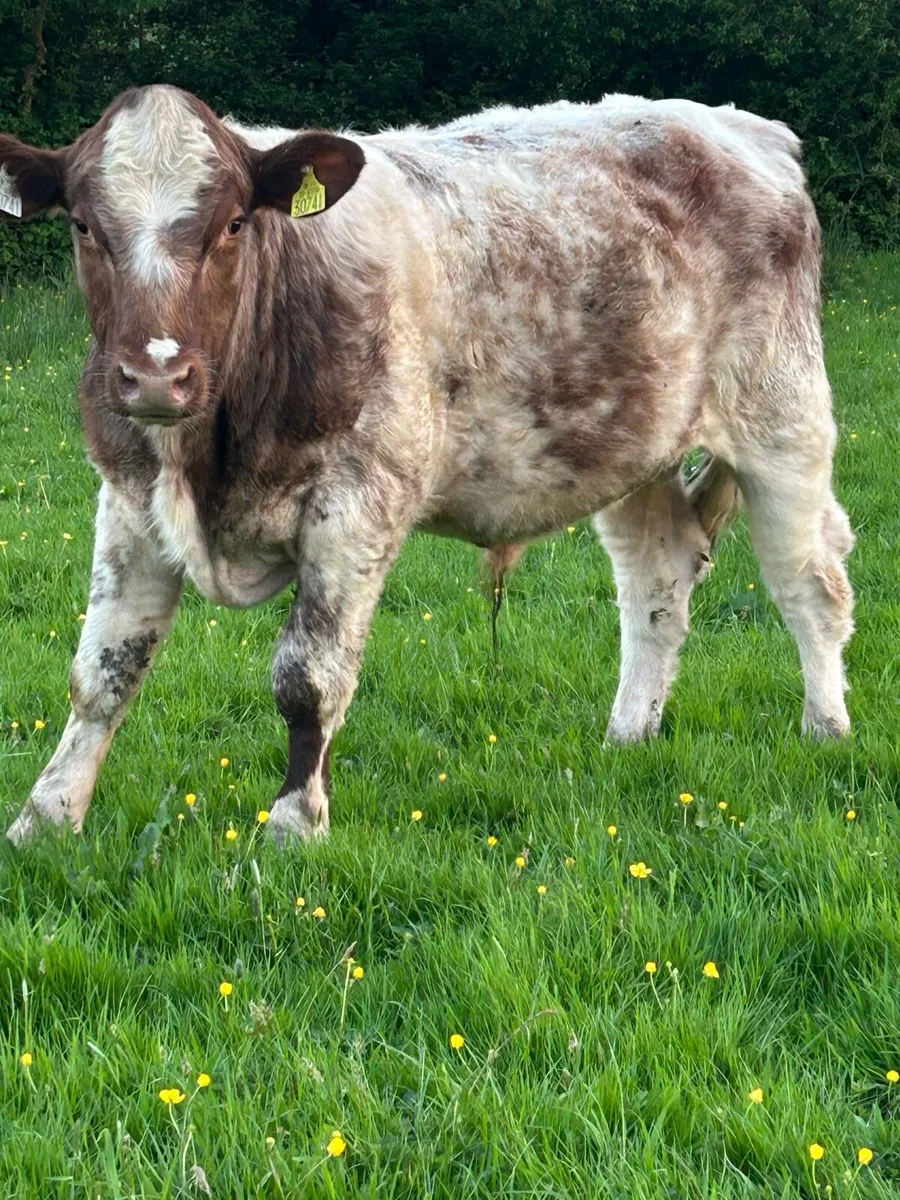 Pb shorthorn bull - Image 2