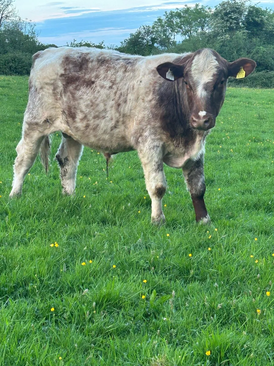 Pb shorthorn bull - Image 3