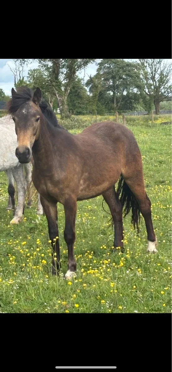 Smart Dun Filly - Image 1