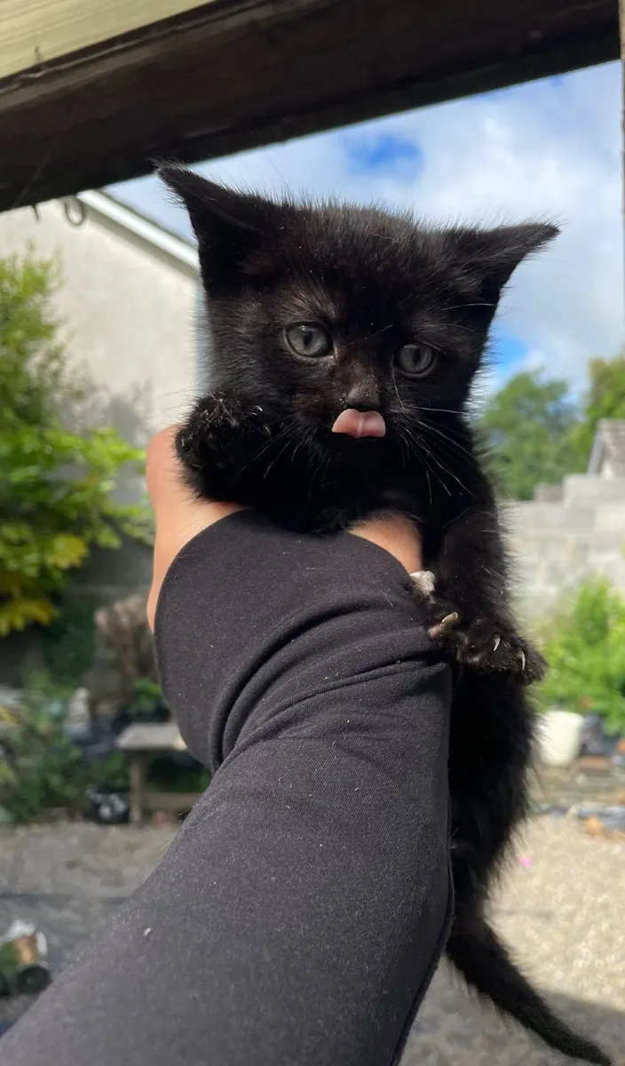 Kittens - Image 1