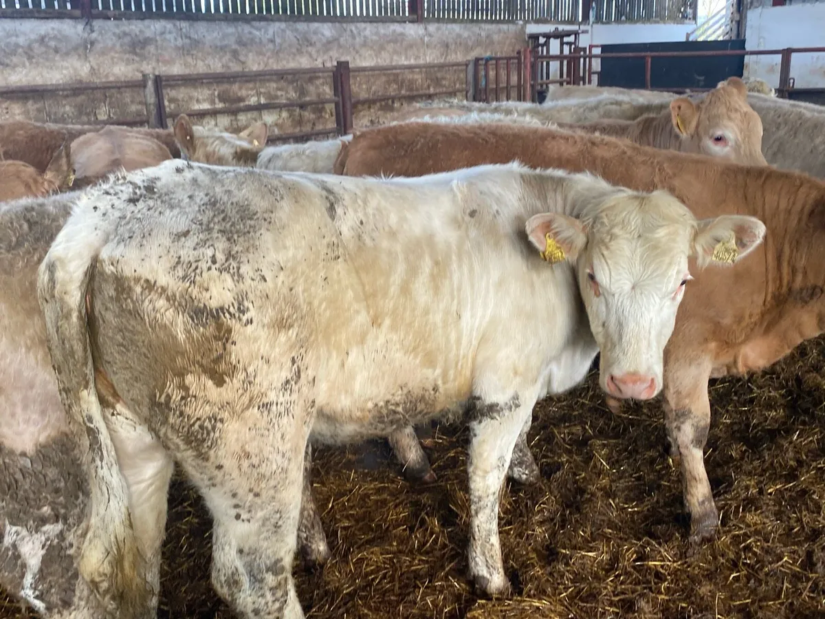 Charolais Heifers - Image 1