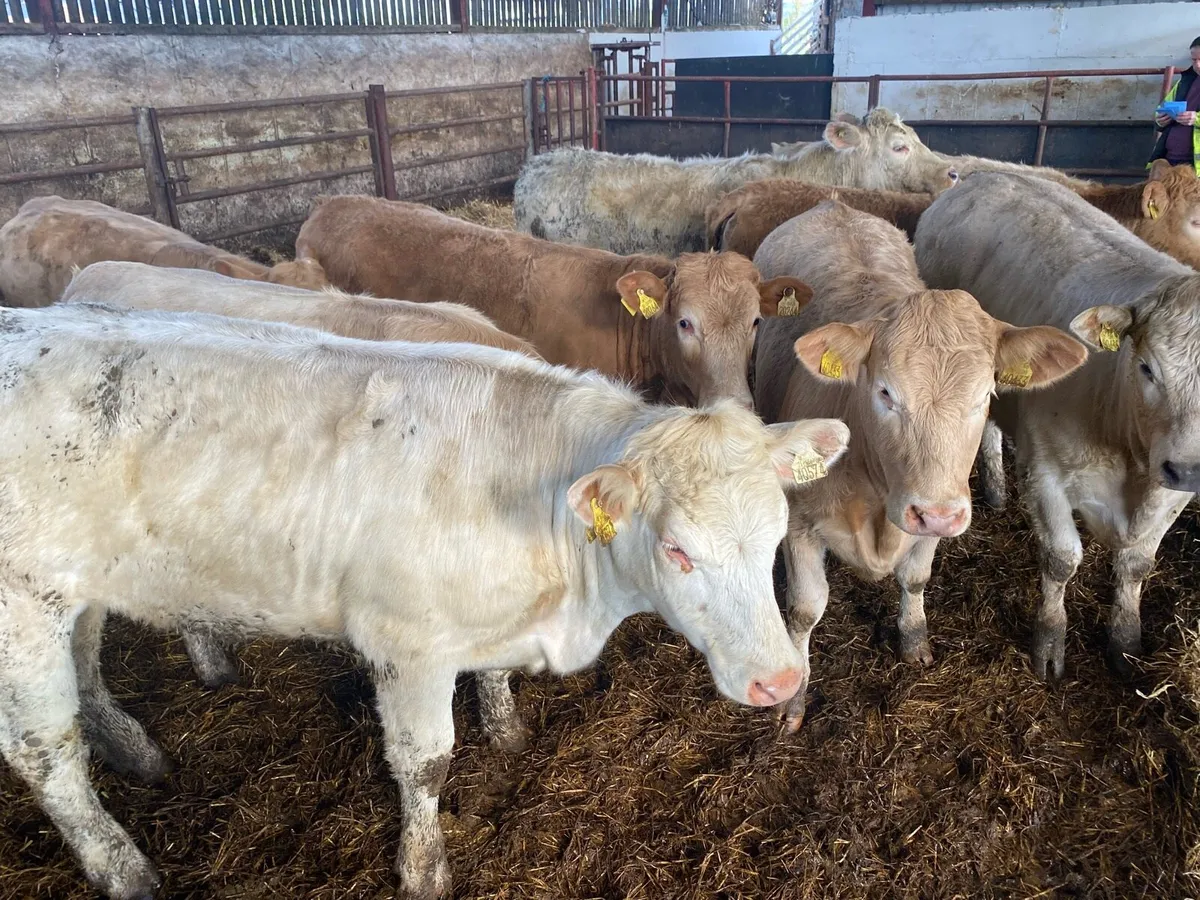 Charolais Heifers - Image 4
