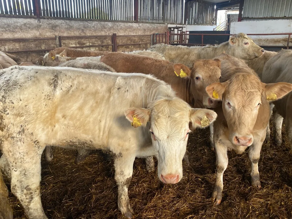 Charolais Heifers - Image 2