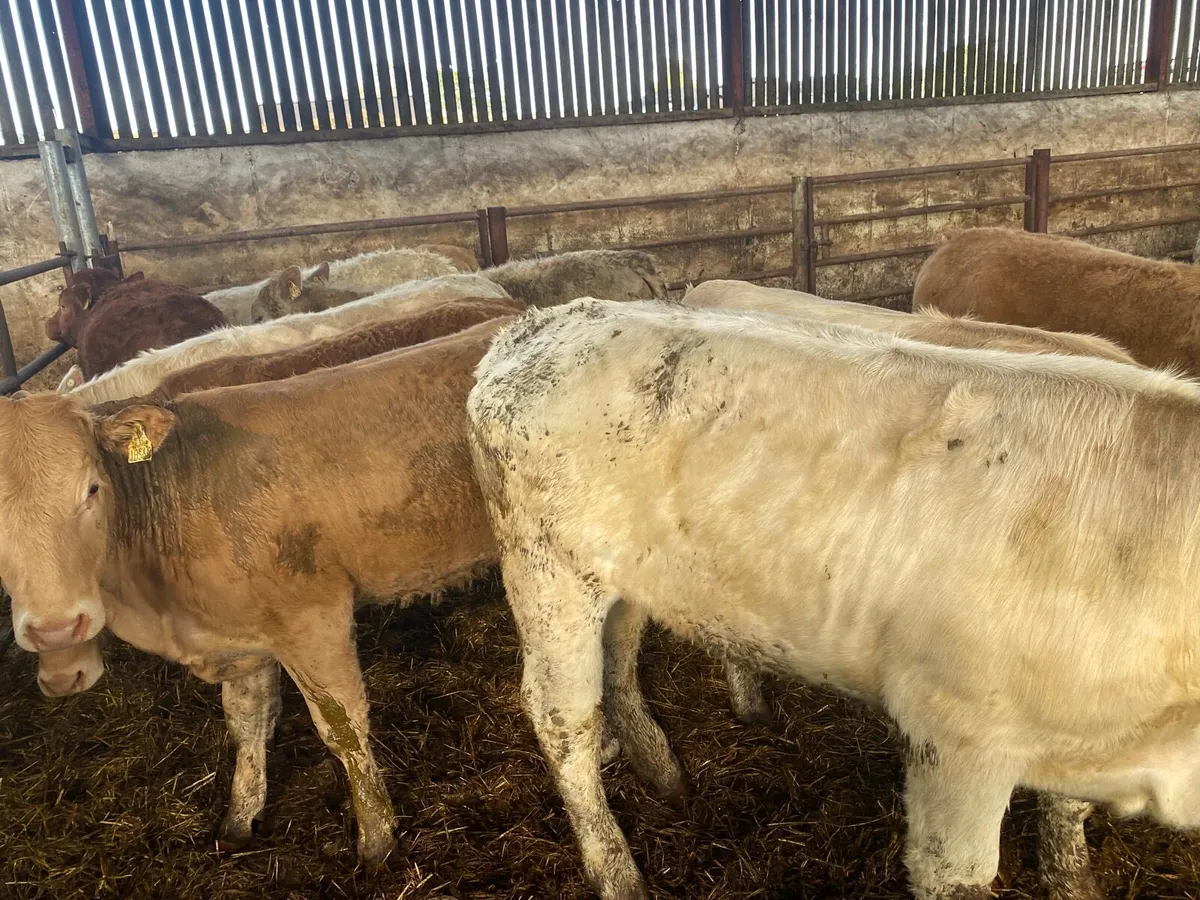 Charolais Heifers - Image 3